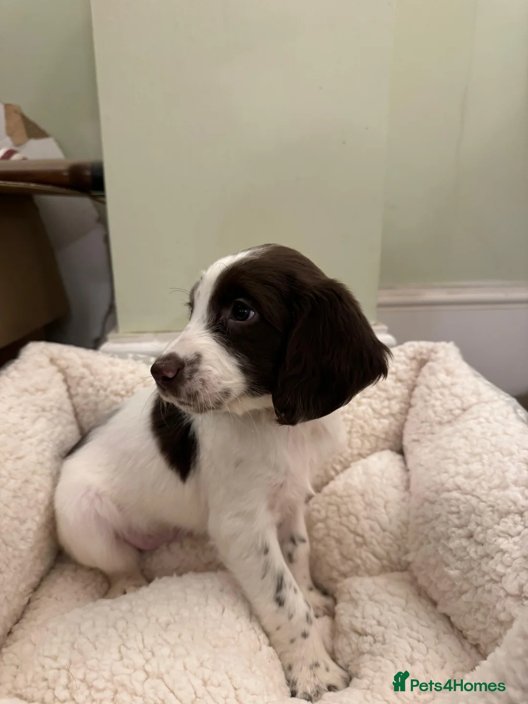 Sprocker dogs for sale: Docked Sprocker Spaniel Puppies - Advert 5