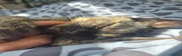 Mixed Breed cats for sale: Cats for sale - Advert 8