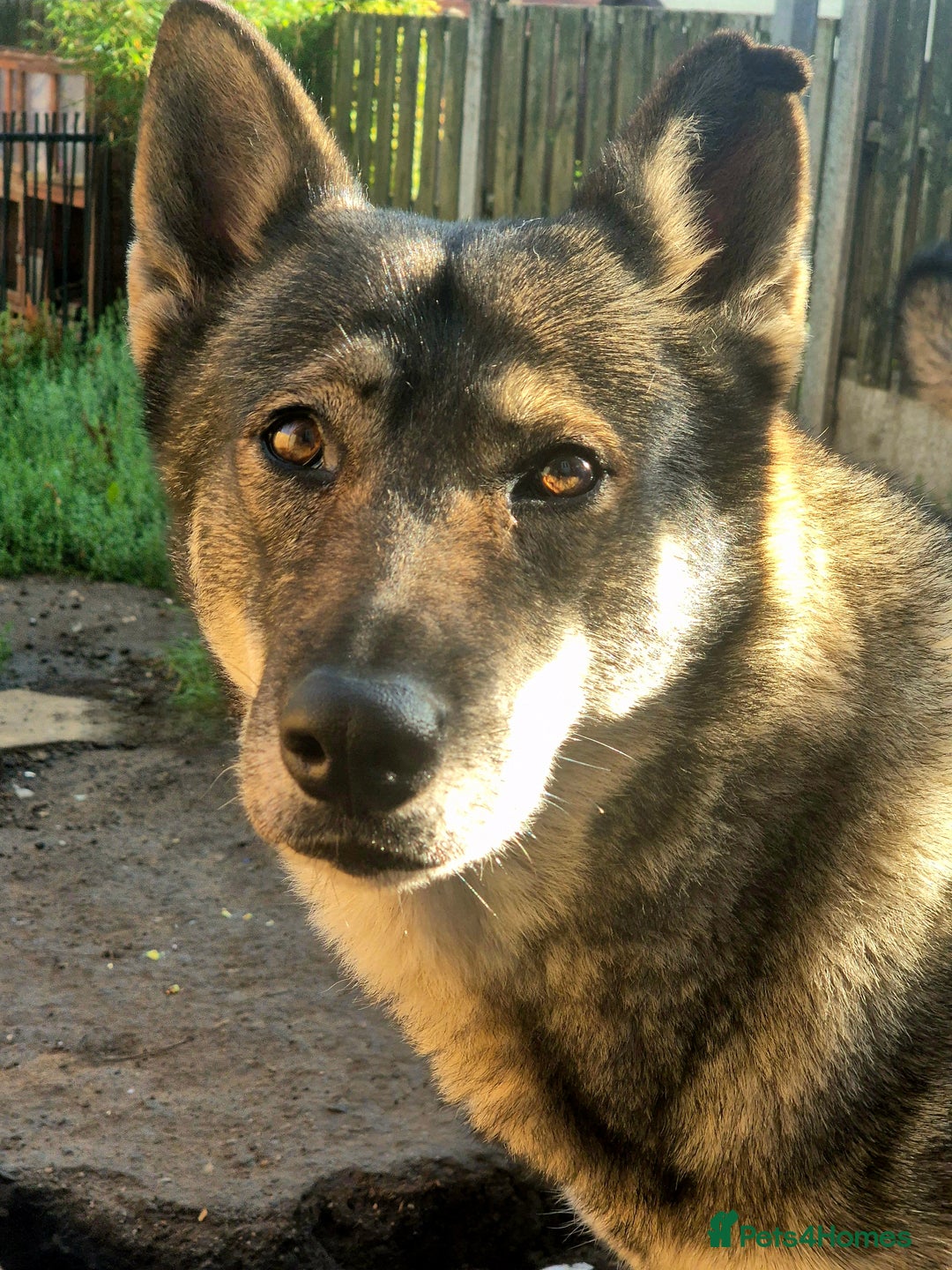 Saarloos Wolfdog dogs for sale: Sarloos wolfdog - Image 2
