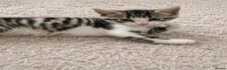 Mixed Breed cats for sale: 2 beautiful male Tabbies. Ready September 7th - Advert 2