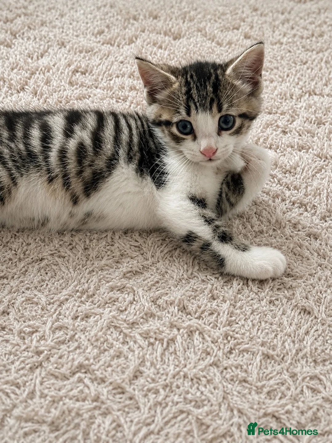 Mixed Breed cats for sale: 2 beautiful male Tabbies. Ready September 7th - Advert 2