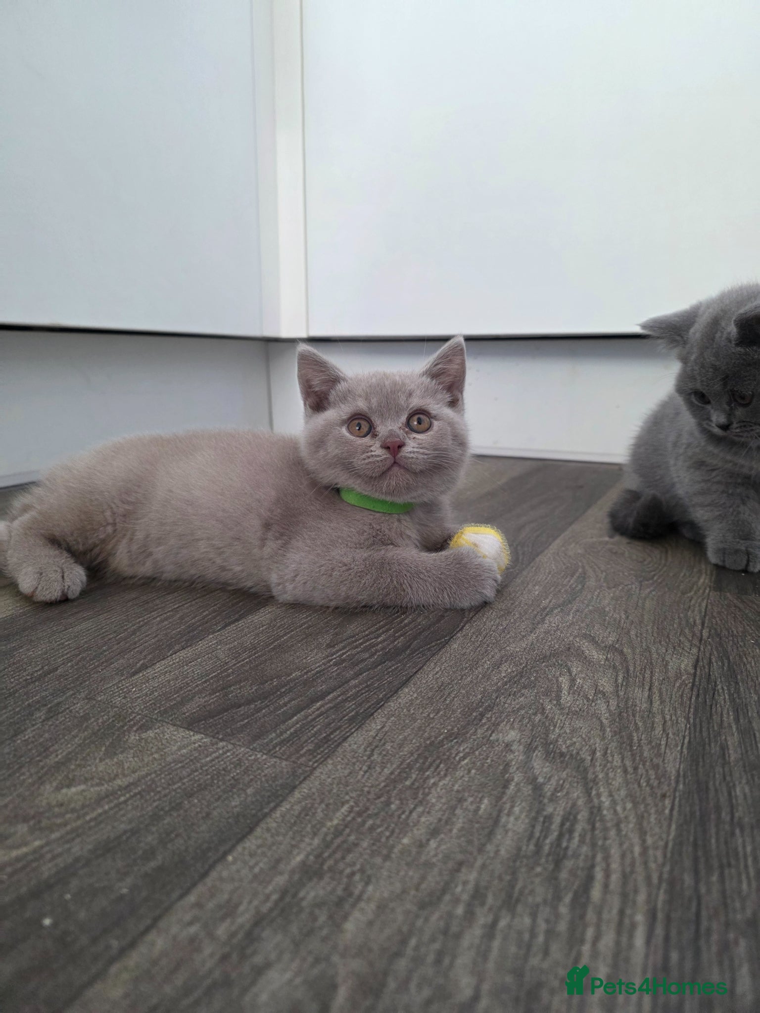 British Shorthair cats BSH kittens  - Advert 10