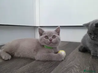British Shorthair cats BSH kittens - Advert 10