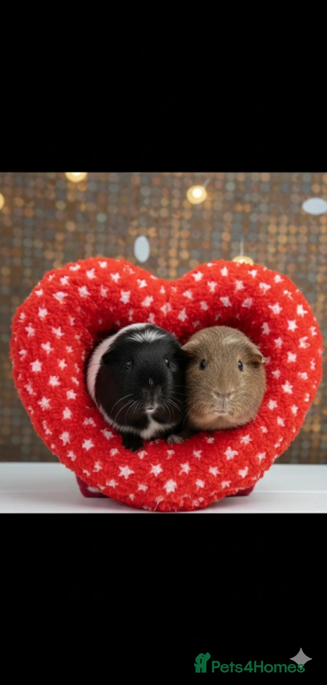 Guinea Pig rodents for sale: Retirement Home Albert & George - Advert 2