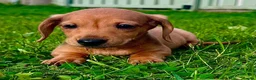 Miniature Dachshund dogs for sale: Red long hair miniature daschund puppies - Advert 16