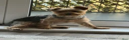 Yorkshire Terrier dogs for sale: yorkshire terrier  - Advert 2