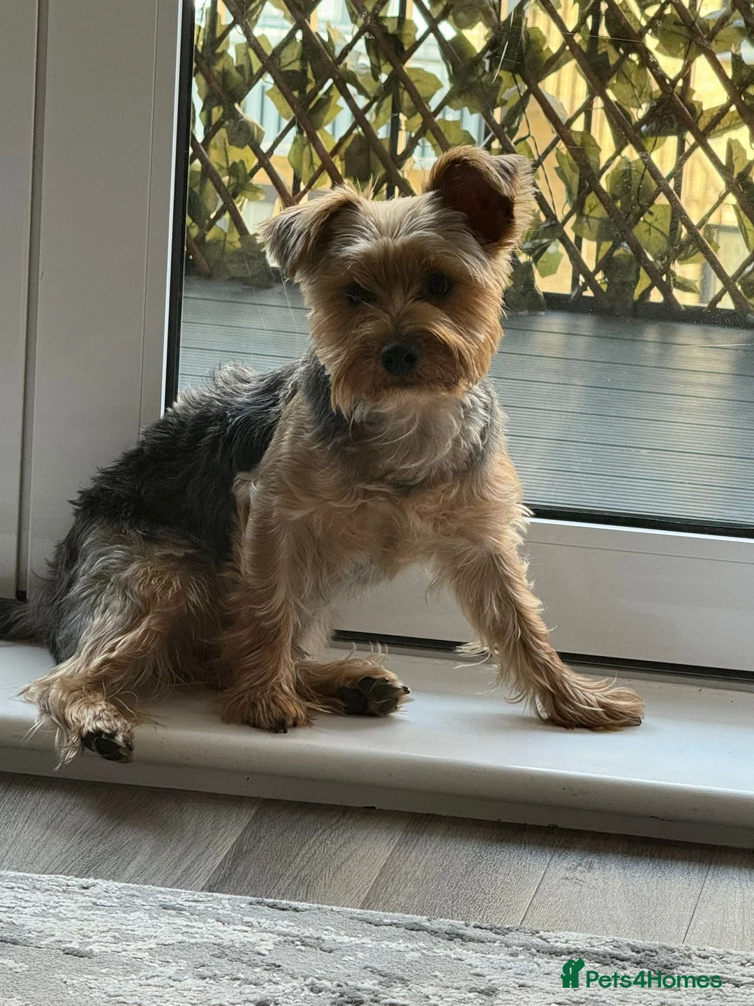 Yorkshire Terrier dogs for sale: yorkshire terrier  - Advert 2