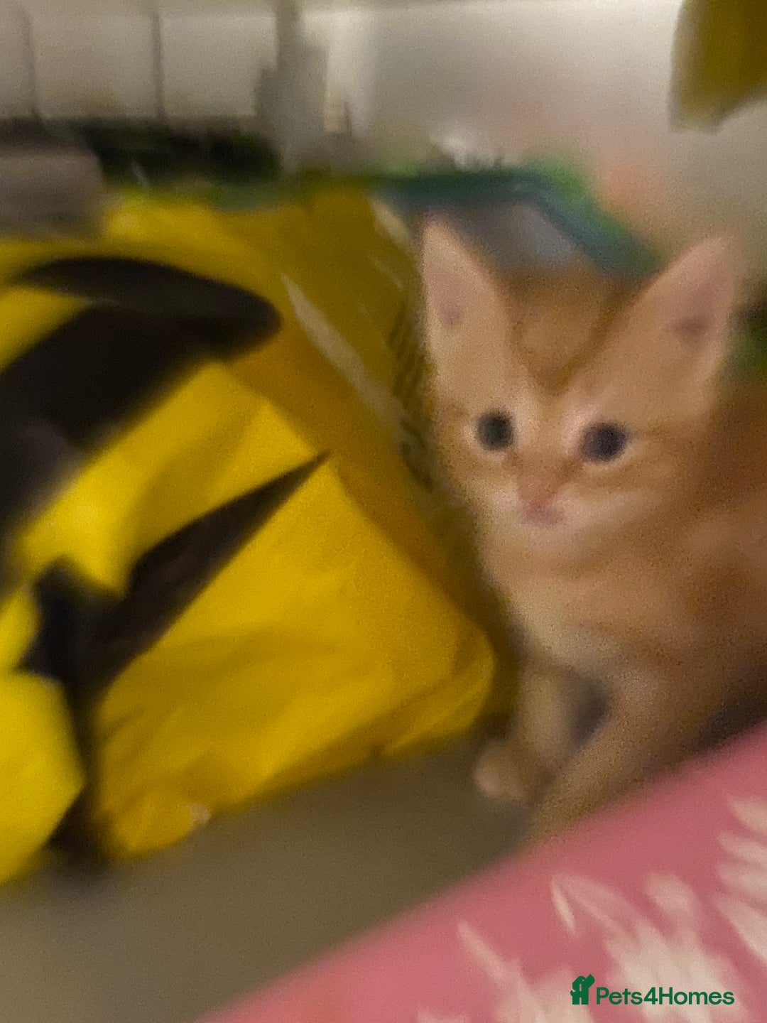 Mixed Breed cats for sale: 2 kittens male and female - Advert 12