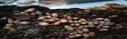 Isopods invertebrates for sale: Isopods Cubaris Ardentiella Sinodillo Spherillo  in Telford - Advert 13