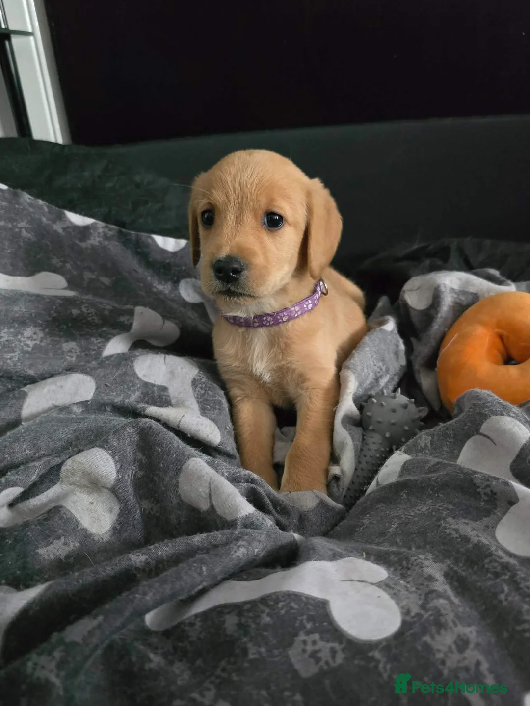 Goldador dogs for sale: Goldador puppies for sale  in Bo'ness - Advert 2