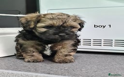 Shihpoo dogs for sale: Absolutely stunning F1 shihpoo puppies  - Image 9