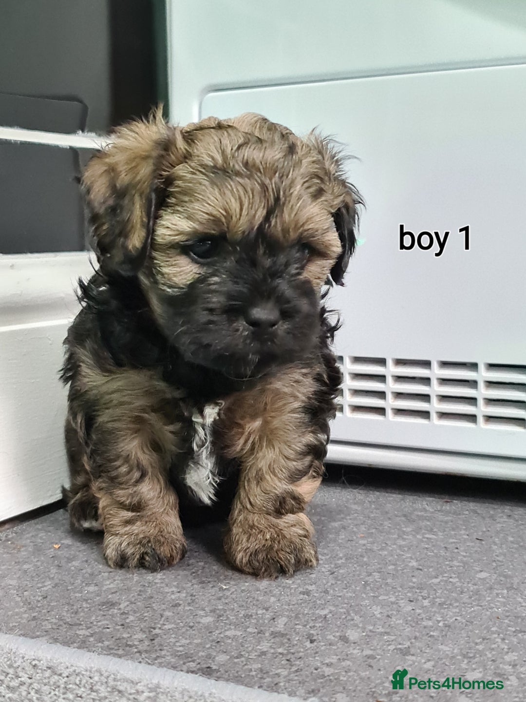 Shihpoo dogs for sale: Absolutely stunning F1 shihpoo puppies  - Image 9