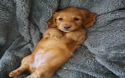 Miniature Dachshund dogs for sale: 3 Cute Longhaired Mini Dachshunds Pedigree - Image 21