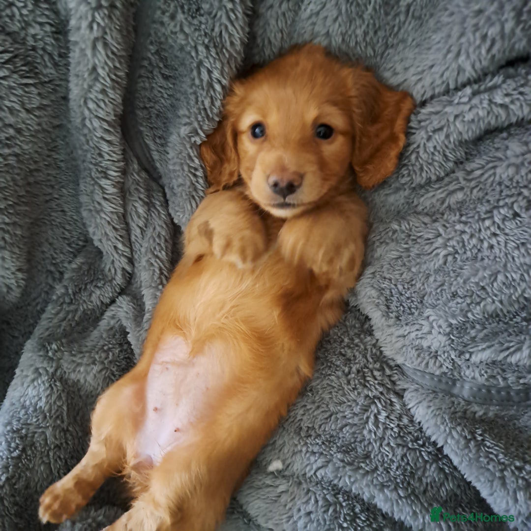 Miniature Dachshund dogs for sale: 3 Cute Longhaired Mini Dachshunds Pedigree - Image 21