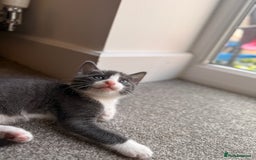 Russian Blue cats for sale: Russian Blue x Beautiful kittens  - Image 4