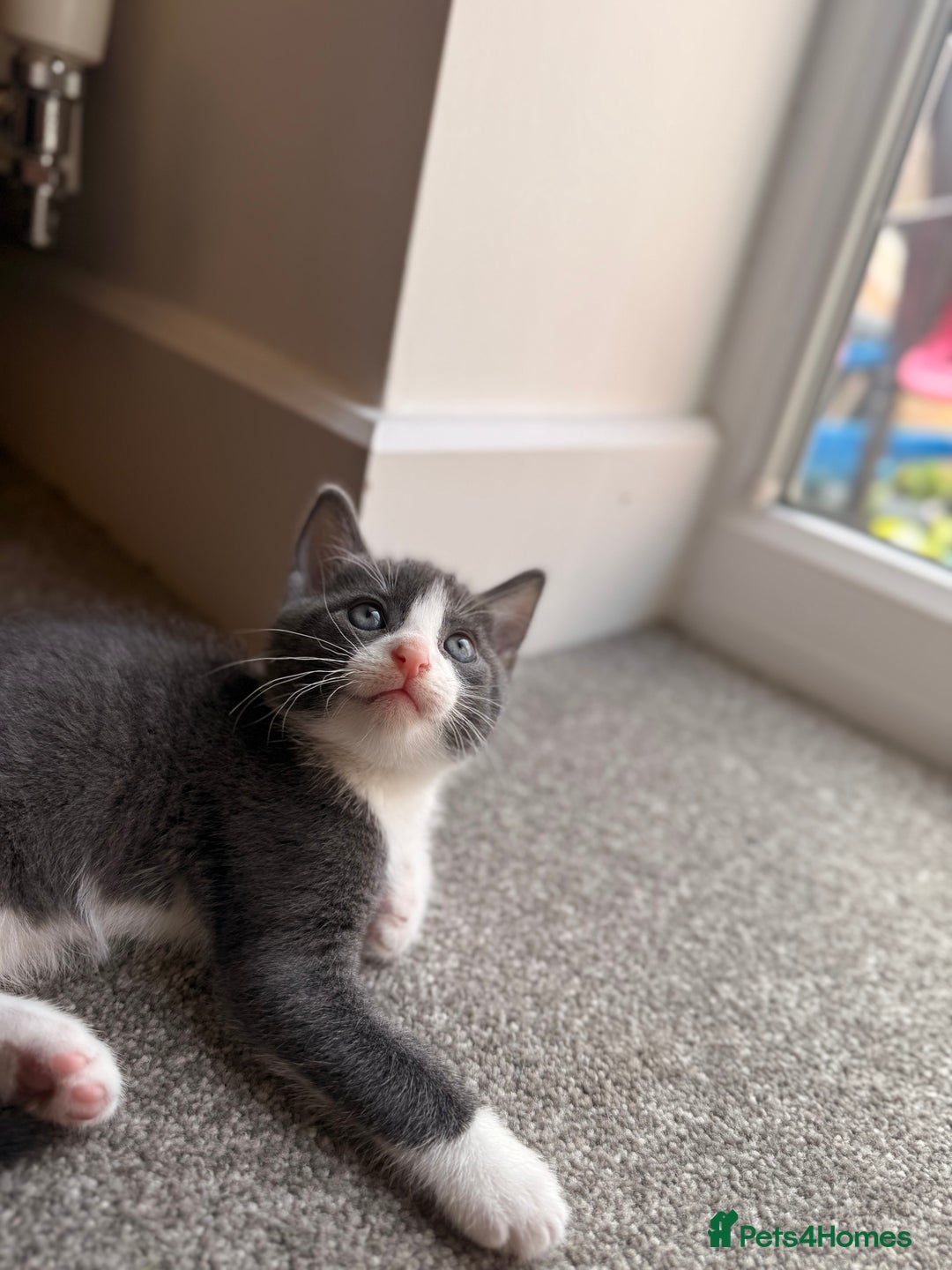 Russian Blue cats for sale: Russian Blue x Beautiful kittens  - Image 4
