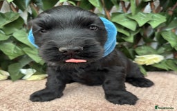 Cocker Spaniel dogs for sale: Last beautiful boy ! import line show cockers - Image 21