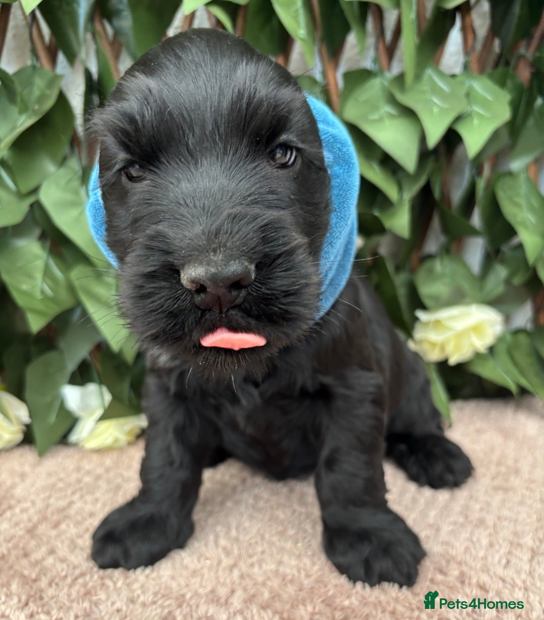 Cocker Spaniel dogs for sale: Last beautiful boy ! import line show cockers - Image 21