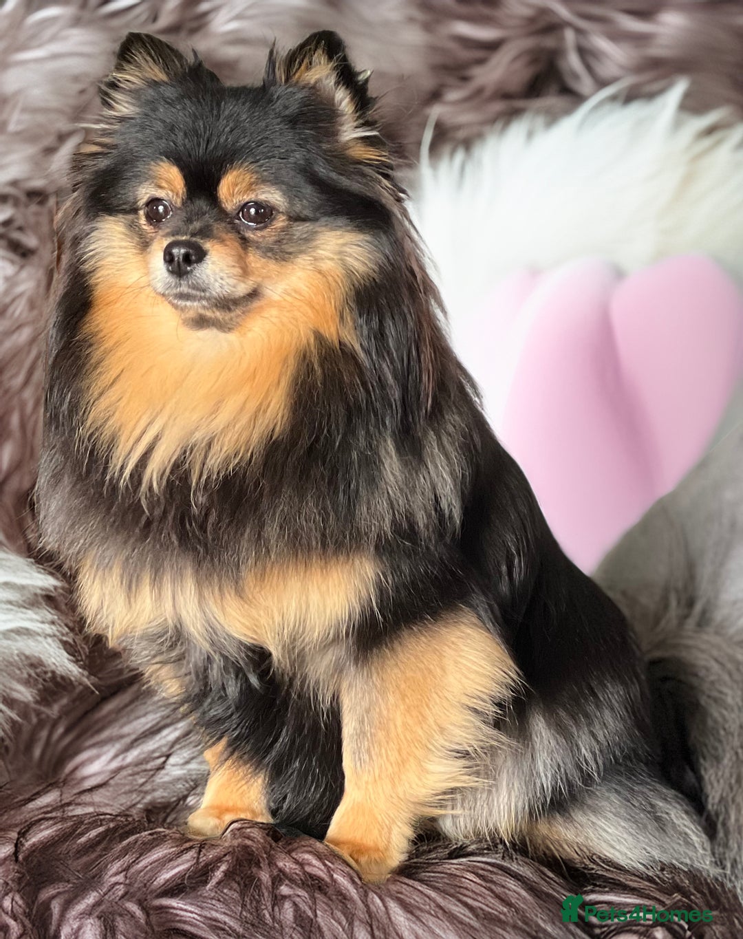 Pomeranian dogs for sale: Super Sweet-Pea - Advert 4