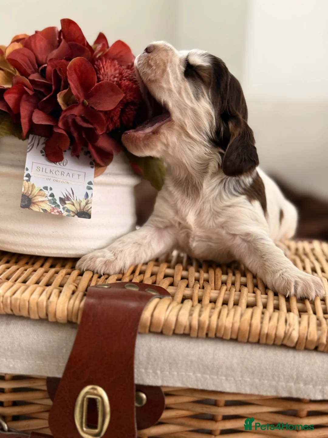 Cocker Spaniel dogs for sale: Show type cocker spaniels  - Advert 1