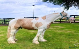 Irish Sports horses for sale: Horse lemon drizzle  - Image 2