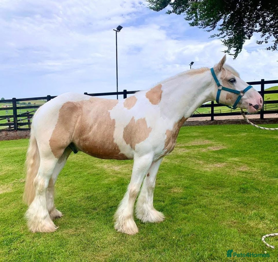 Irish Sports horses for sale: Horse lemon drizzle  - Image 2
