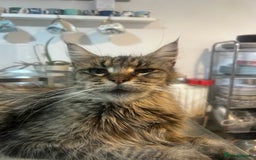 Maine Coon cats for sale: Beautiful tabby Maine Coon X kittens  - Image 20