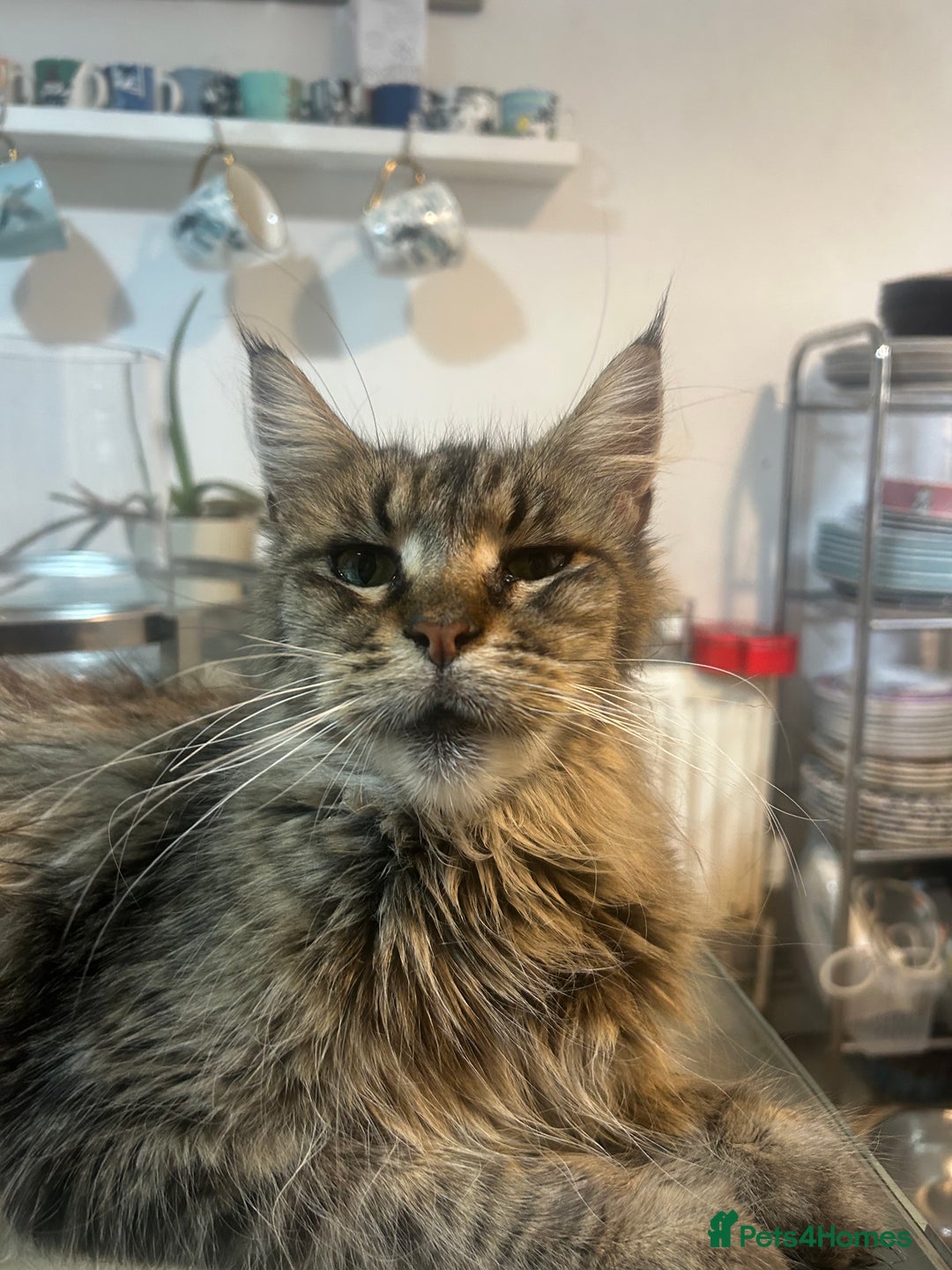 Maine Coon cats for sale: Beautiful tabby Maine Coon X kittens  - Image 20