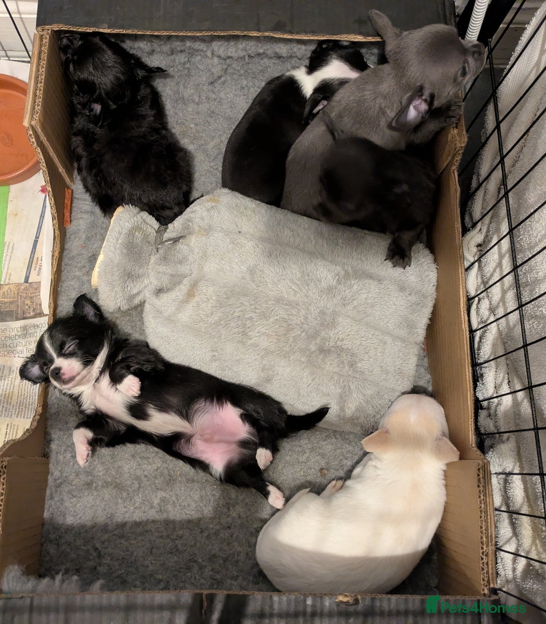 Chihuahua dogs for sale: Rare colour and tiny pedigree Chihuahuas  - Advert 30