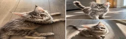 Maine Coon cats for sale: GCCF Maine Coone's, test, Vacc, papers & vet check - Advert 4