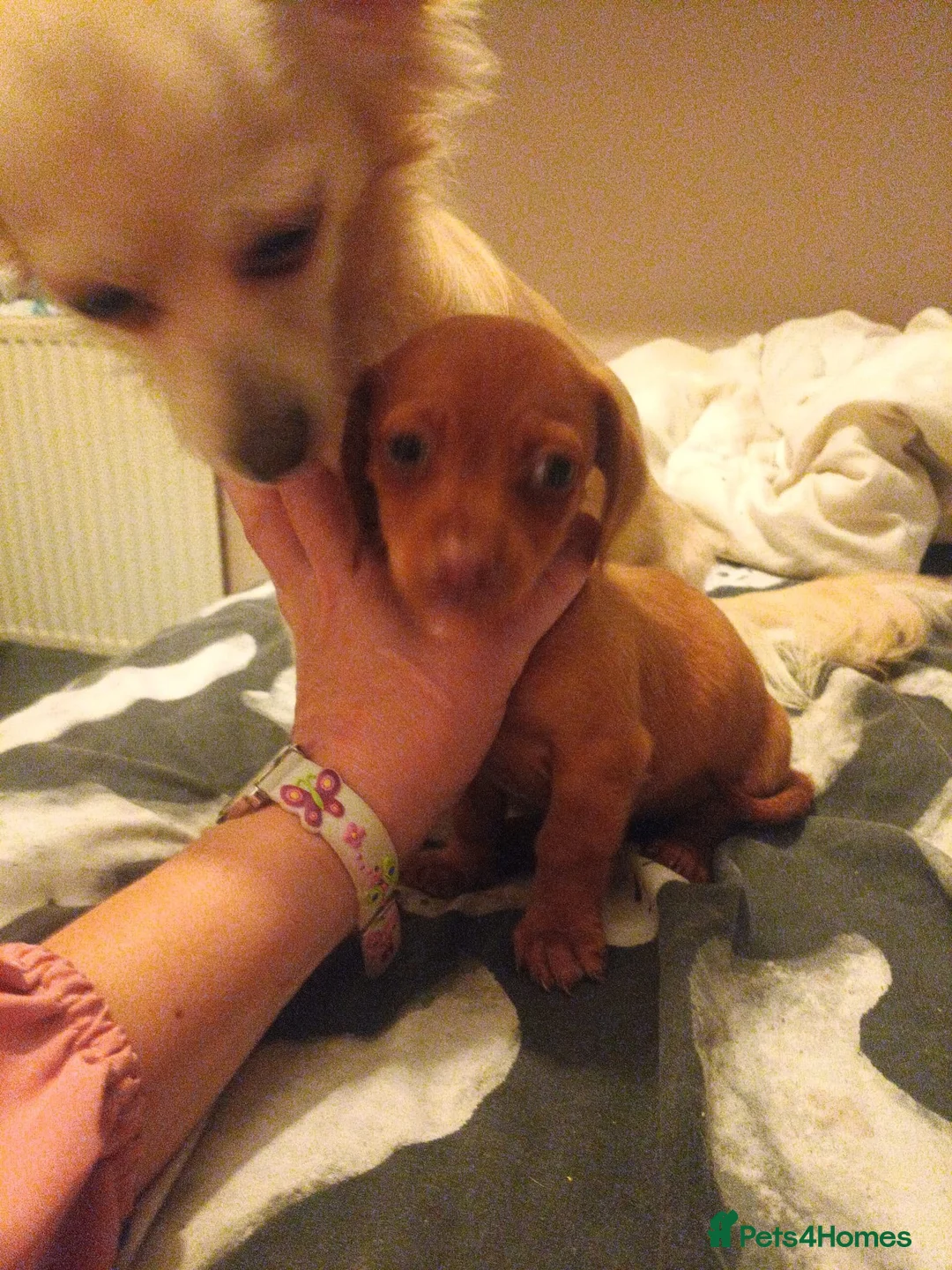 Chiweenie dogs for sale: chihuahua cross dachshund in Hengoed - Advert 2