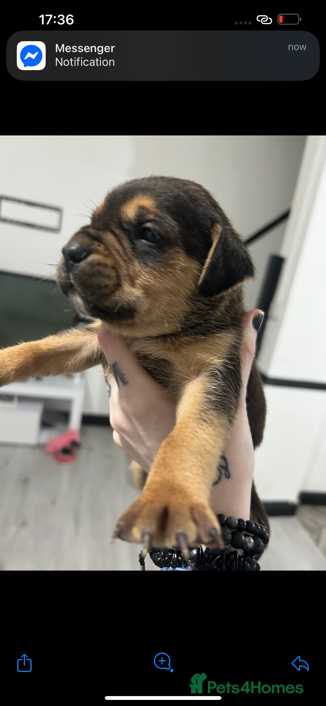 Mixed Breed dogs for sale: A beautiful litter of Rottweiler/staff/mastiffs - Advert 27