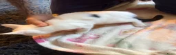 Mixed Breed cats for sale: two female kittens  - Advert 3
