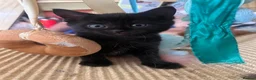 Persian cats for sale: Persian cross Kittens looking for Loving Homes 🐾 - Advert 9