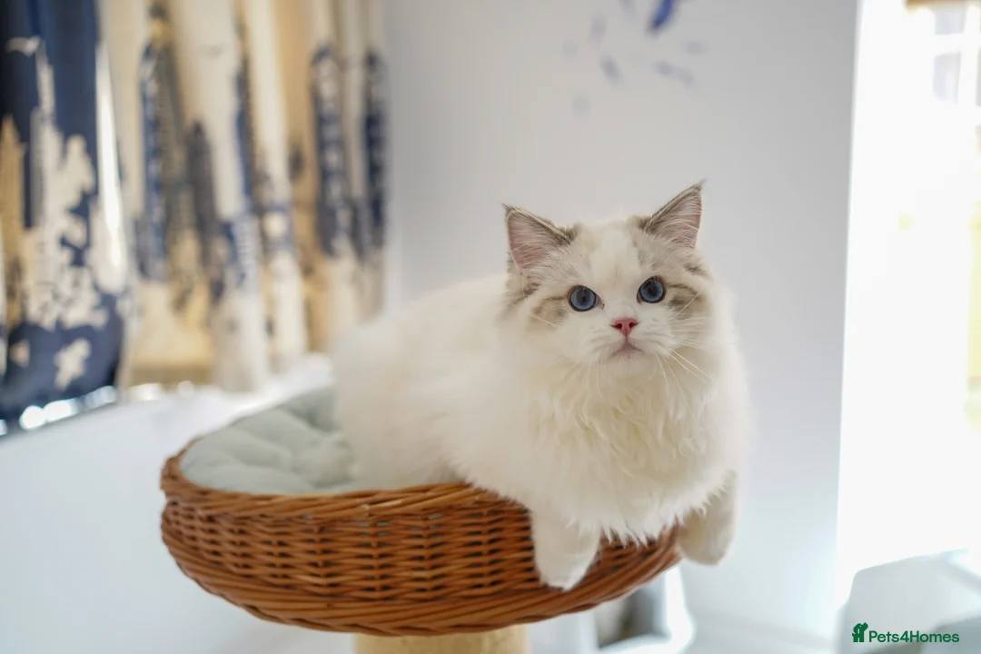 Ragdoll cats for sale: TICA Registered seal lynx bicolor boy - Advert 3