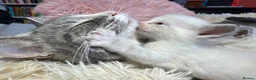 Ragdoll cats for sale: Adorable Ragdoll X Kittens - Advert 4
