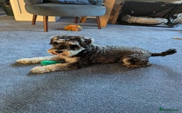 Miniature Schnauzer dogs for sale: Gorgeous George  - Image 3