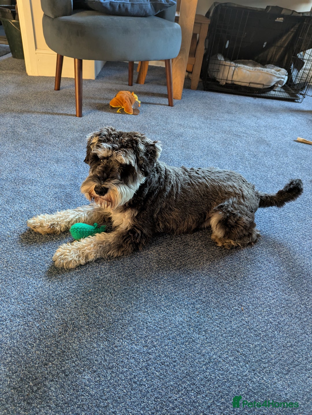 Miniature Schnauzer dogs for sale: Gorgeous George  - Image 3