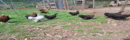 Chickens poultry for sale: Various young pullets - Advert 4