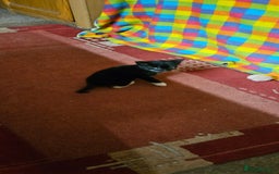 Mixed Breed cats for sale: Kittens - Advert 6