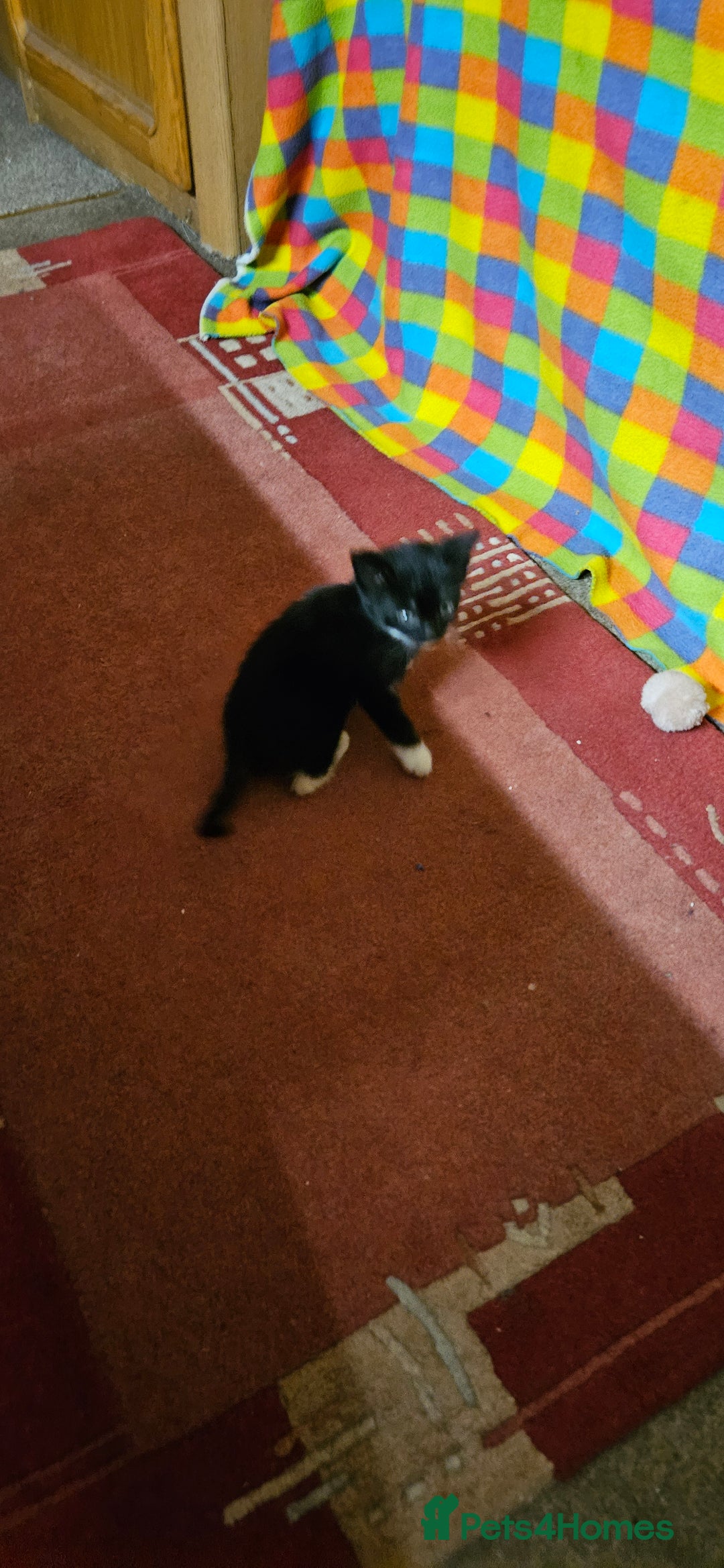 Mixed Breed cats for sale: Kittens - Advert 6