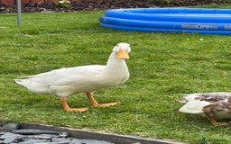Ducks poultry for sale: Cherry Valley female - Image 2