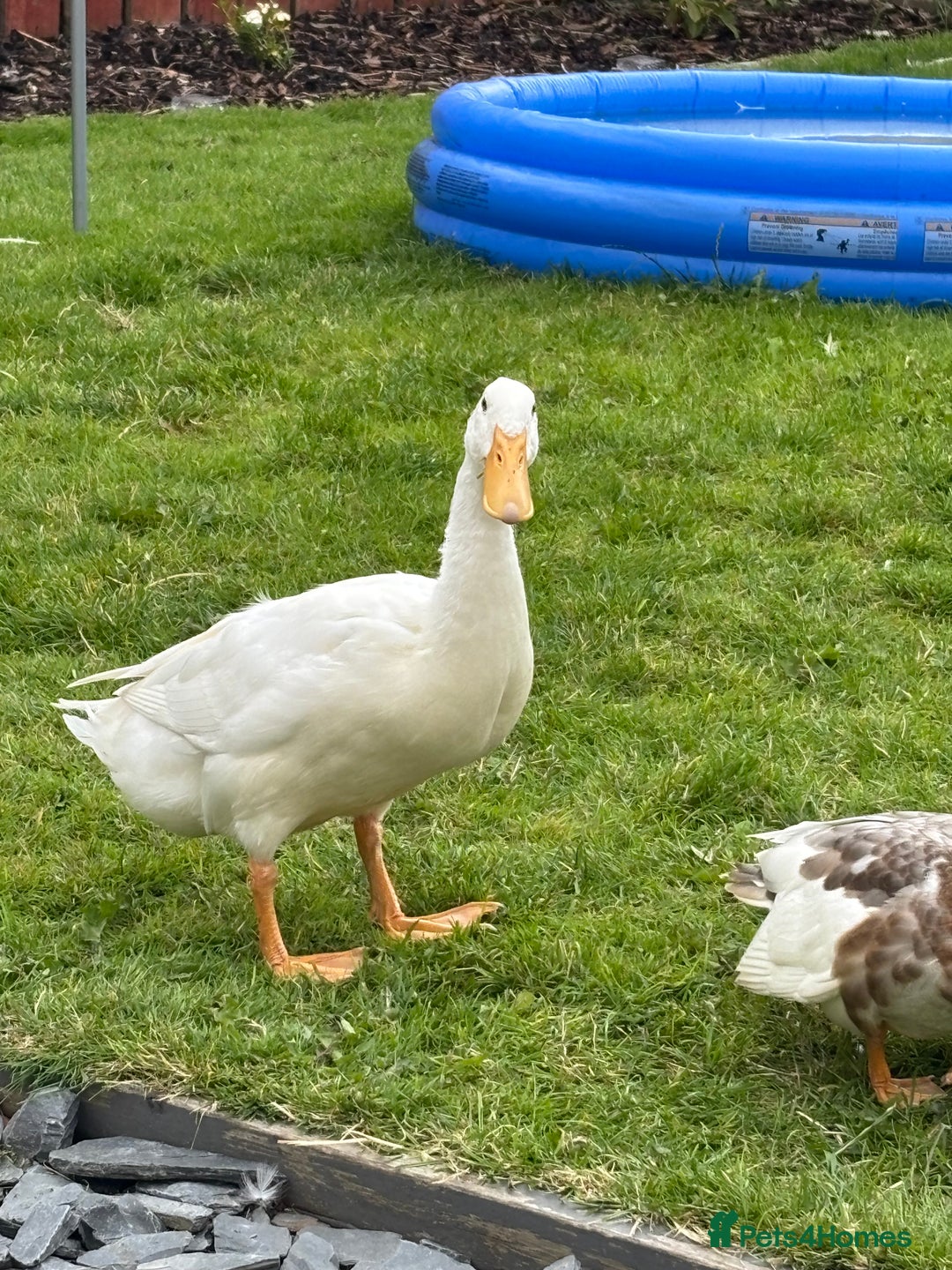 Ducks poultry for sale: Cherry Valley female - Image 2