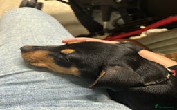 Mixed Breed dogs for sale: Staffy cross Rottweiler  - Image 2