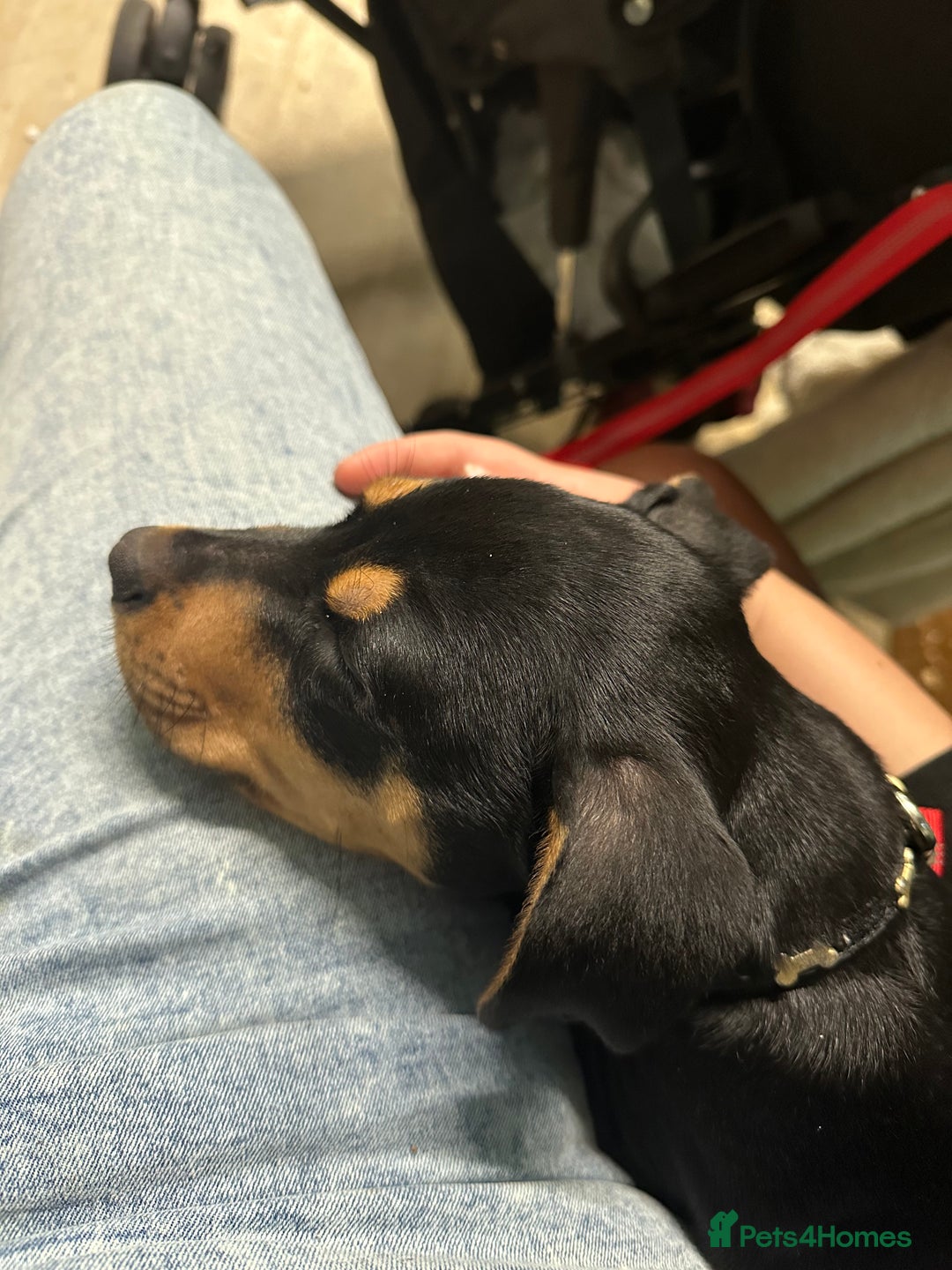 Mixed Breed dogs for sale: Staffy cross Rottweiler  - Image 2