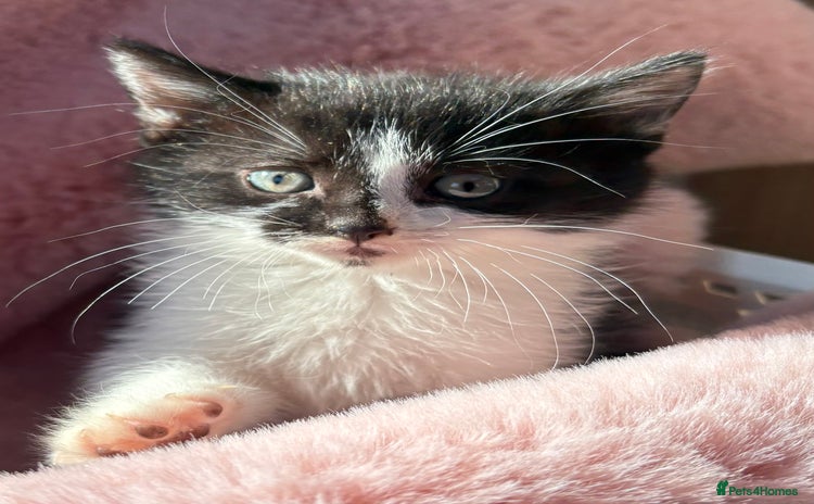 British Shorthair cats - Advert 1