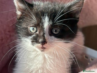 British Shorthair cats - Advert 36