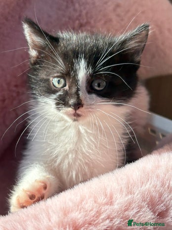 British Shorthair cats - Advert 1