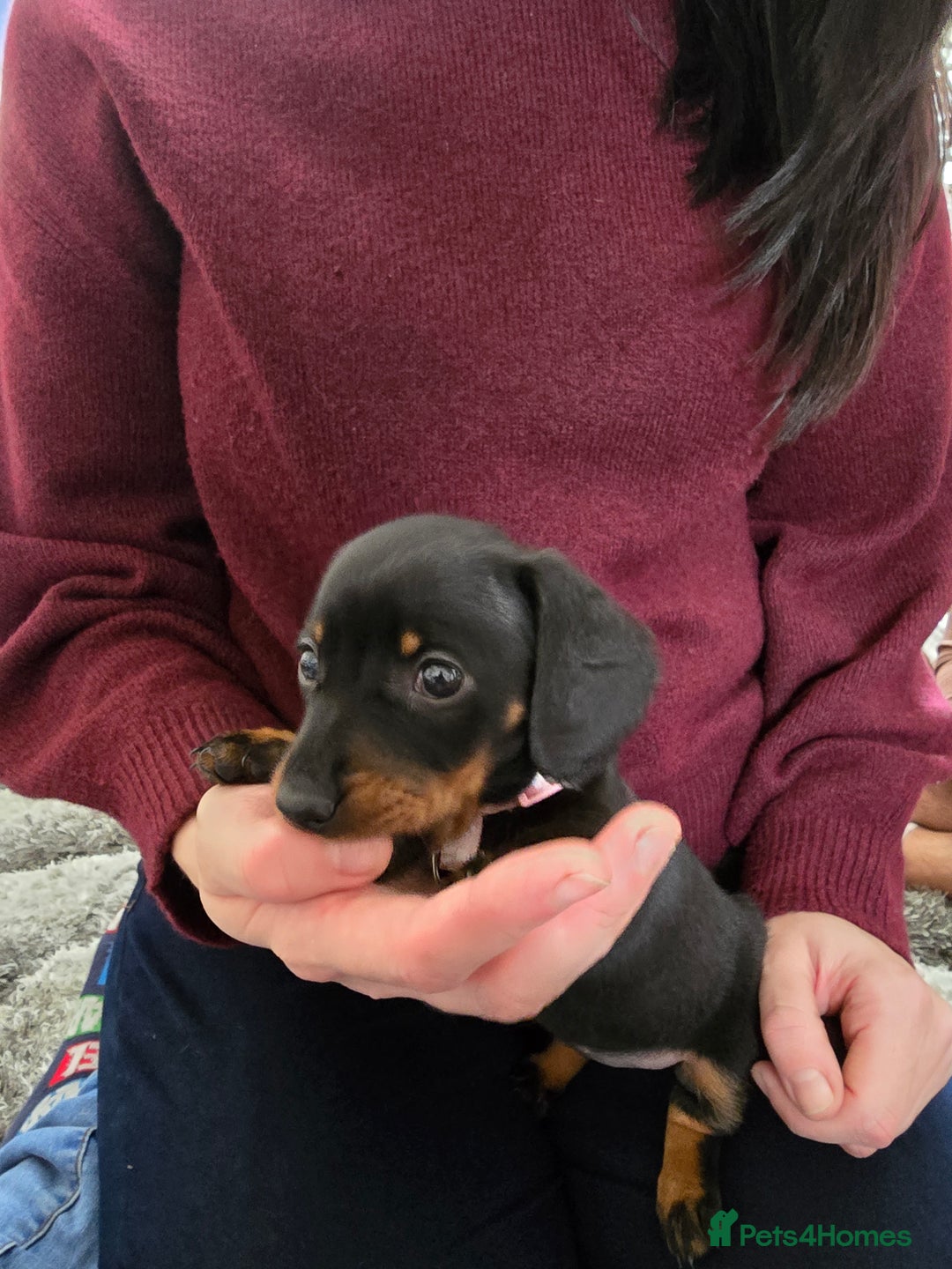 Miniature Dachshund dogs for sale: 3 girls need their forever homes - Image 4