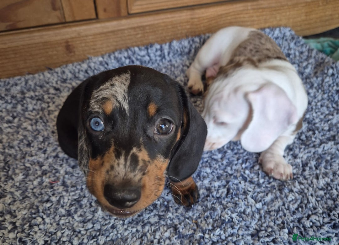 Miniature Dachshund dogs for stud: Stunning Silver Dapple and Tan stud - Image 10